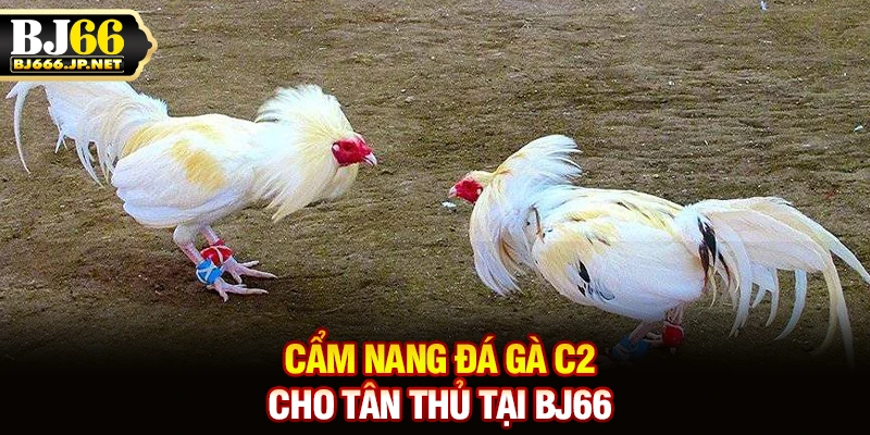Cẩm nang đá gà C2 cho tân thủ tại BJ66
