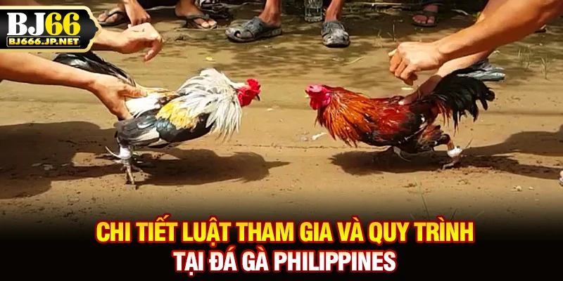 Chi tiết luật tham gia và quy trình tại đá gà Philippines