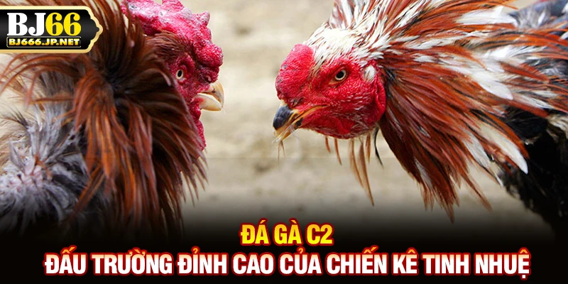 Đá gà C2: Đấu trường đỉnh cao của chiến kê tinh nhuệ