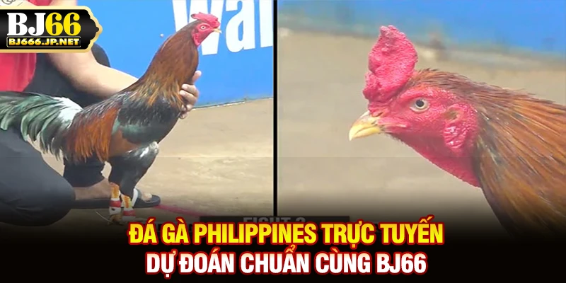 Đá gà Philippines trực tuyến, dự đoán chuẩn cùng BJ66