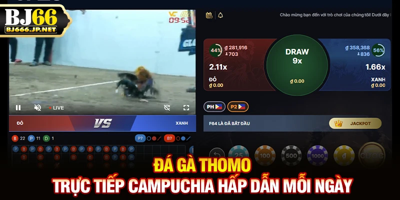 Đá Gà Thomo - Trực Tiếp Campuchia Hấp Dẫn Mỗi Ngày