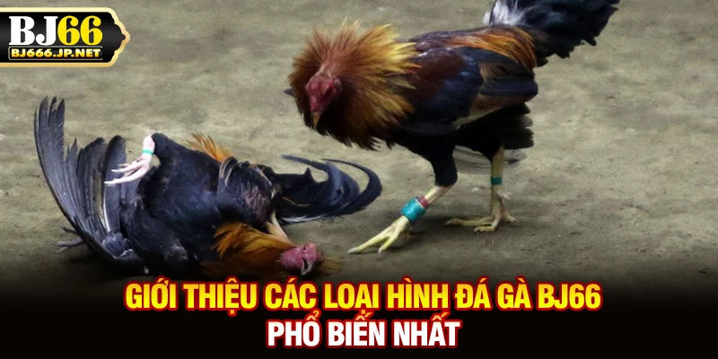 Giới thiệu các loại hình đá gà BJ66 phổ biến nhất
