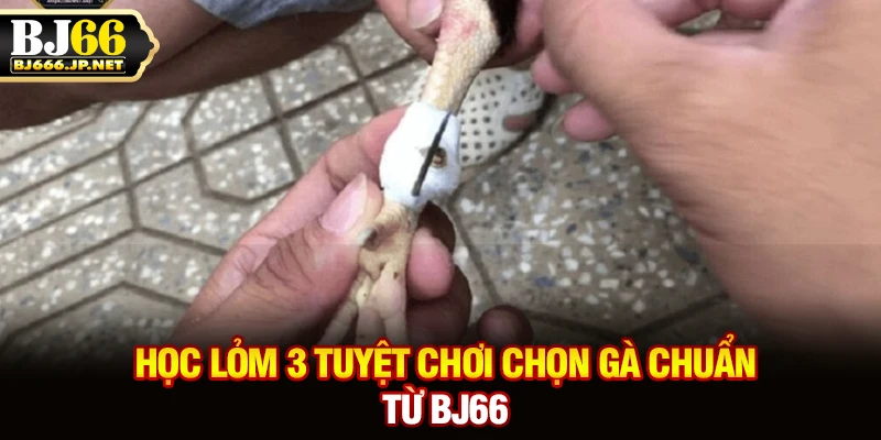 Học lỏm 3 tuyệt chơi chọn gà chuẩn từ BJ66