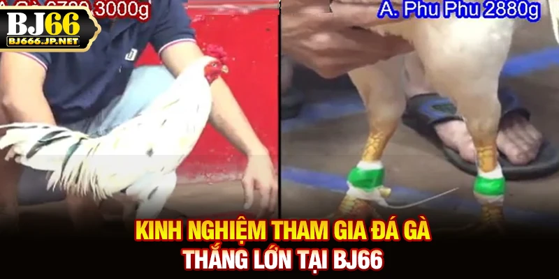Kinh nghiệm tham gia đá gà thắng lớn tại BJ66