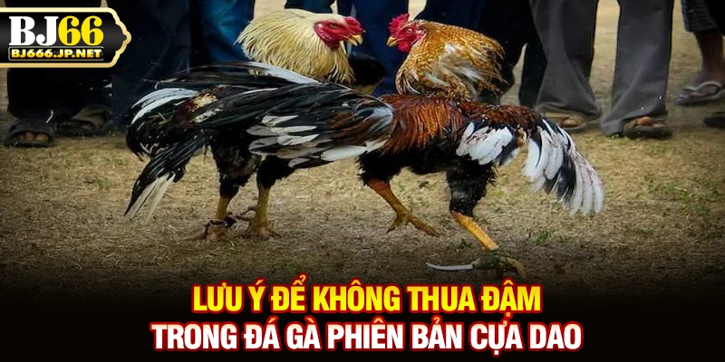 Lưu ý để không thua đậm trong đá gà phiên bản cựa dao