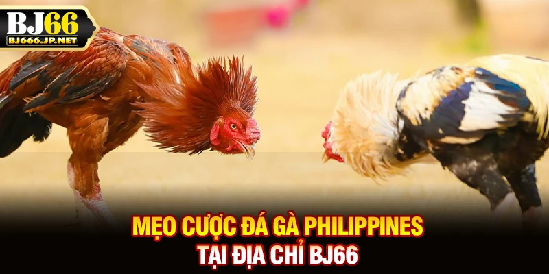 Mẹo cược đá gà Philippines tại địa chỉ BJ66