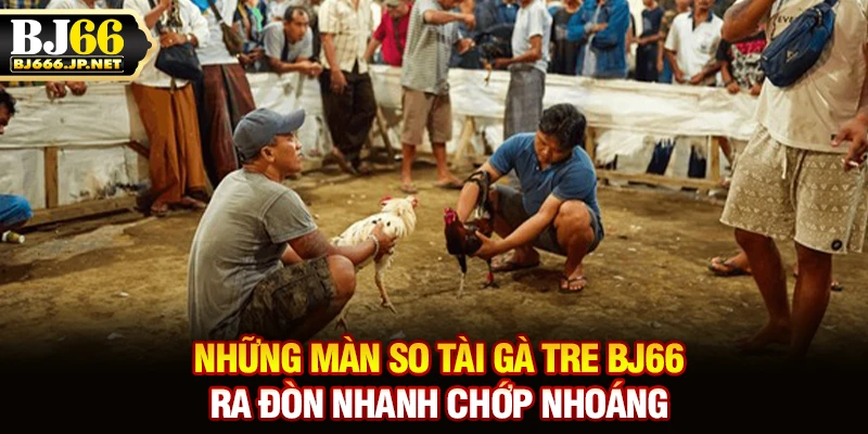 Những màn so tài gà tre BJ66 ra đòn nhanh chớp nhoáng