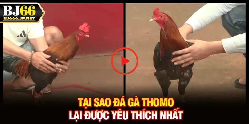 Tại sao đá gà Thomo lại được yêu thích nhất