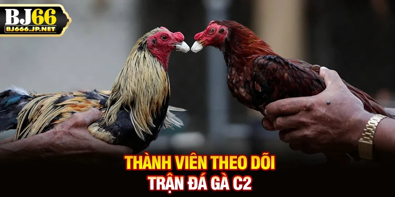 Thành viên theo dõi trận đá gà C2