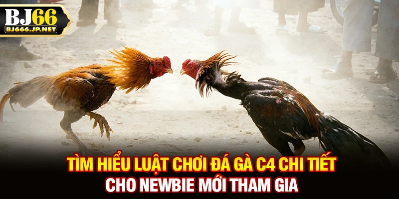 Tìm hiểu luật chơi đá gà C4 chi tiết cho newbie mới tham gia