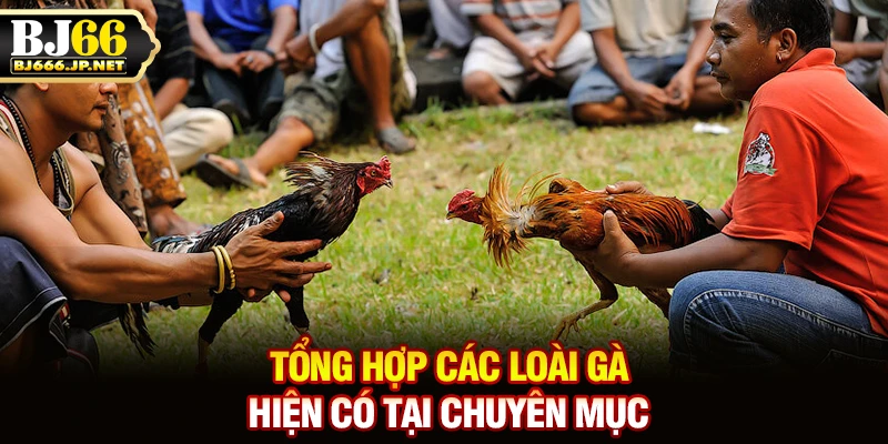 Tổng hợp các loài gà hiện có tại chuyên mục