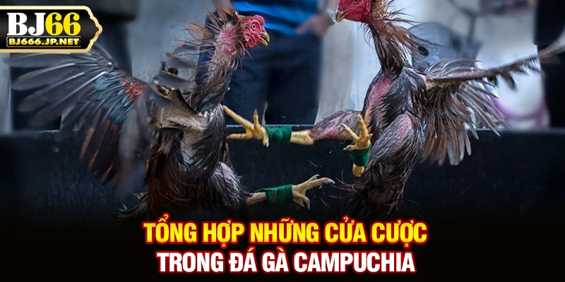 Tổng hợp những cửa cược trong đá gà campuchia