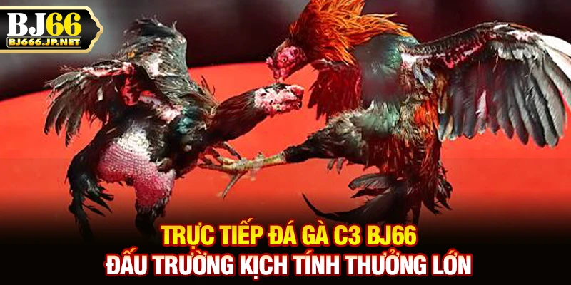 Trực tiếp đá gà C3 BJ66 đấu trường kịch tính thưởng lớn